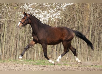 Pools sportpaard, Merrie, 3 Jaar, 162 cm, Bruin