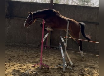 Pools sportpaard, Merrie, 3 Jaar, 162 cm, Bruin