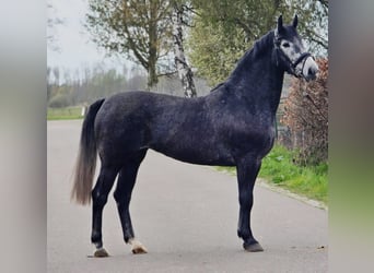 Pools sportpaard, Merrie, 3 Jaar, 167 cm, Zwartschimmel