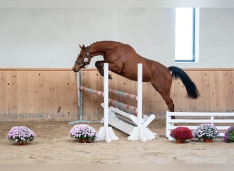 Pools sportpaard, Merrie, 3 Jaar, 169 cm, Roodbruin