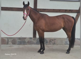 Pools sportpaard, Merrie, 3 Jaar, 170 cm, Roodbruin