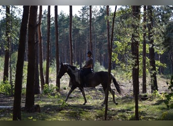 Pools sportpaard, Merrie, 4 Jaar, 159 cm, Gevlekt-paard