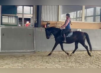 Pools sportpaard, Merrie, 5 Jaar, 165 cm, Donkerbruin