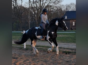 Pools sportpaard, Merrie, 5 Jaar, 165 cm, Gevlekt-paard