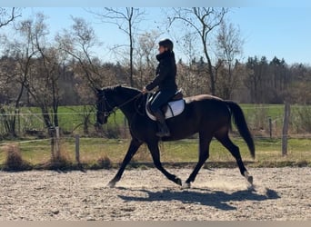 Pools sportpaard, Merrie, 5 Jaar, 165 cm, Zwartbruin