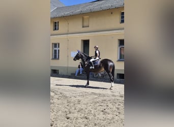 Pools sportpaard, Merrie, 5 Jaar, 170 cm, Donkerbruin