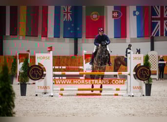 Pools sportpaard Mix, Merrie, 5 Jaar, 170 cm, Roodbruin