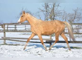Pools sportpaard, Merrie, 6 Jaar, 168 cm, Palomino