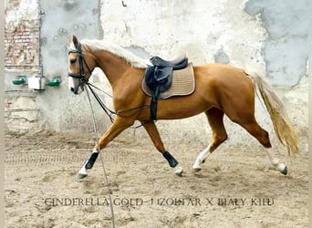 Pools sportpaard, Merrie, 6 Jaar, 168 cm, Palomino