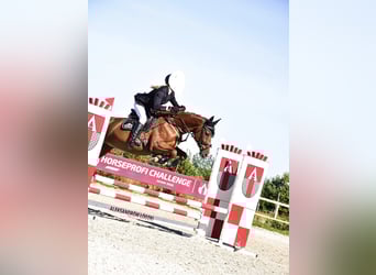 Pools sportpaard, Merrie, 7 Jaar, 165 cm, Vos