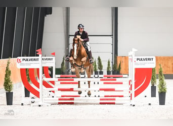 Pools sportpaard, Merrie, 7 Jaar, 170 cm, Vos
