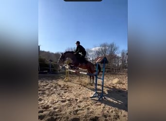 Pools sportpaard, Merrie, 7 Jaar, 178 cm, Appaloosa