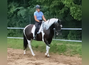 Pools sportpaard, Merrie, 8 Jaar, 160 cm