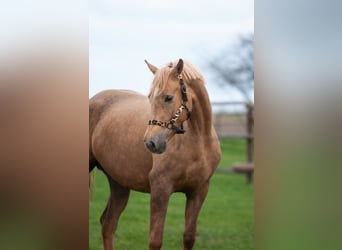 Pools sportpaard, Merrie, 9 Jaar, 166 cm, Palomino
