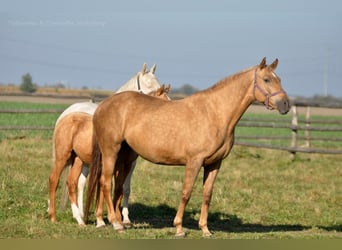 Pools sportpaard, Merrie, 9 Jaar, 166 cm, Palomino