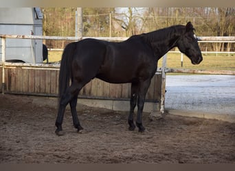 Pools sportpaard, Ruin, 11 Jaar, 167 cm, Zwartbruin