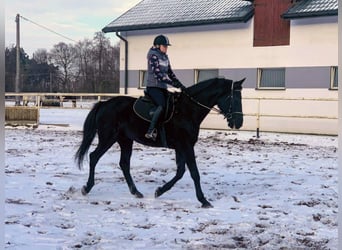 Pools sportpaard, Ruin, 11 Jaar, 167 cm, Zwartbruin
