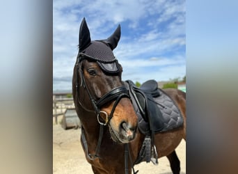 Pools sportpaard, Ruin, 12 Jaar, 165 cm, Bruin