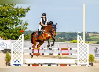 Pools sportpaard, Ruin, 13 Jaar, 167 cm, Roodbruin