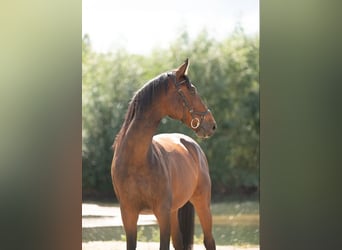 Pools sportpaard, Ruin, 15 Jaar, 160 cm, Bruin