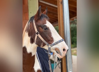 Pools sportpaard, Ruin, 16 Jaar, 156 cm, Gevlekt-paard