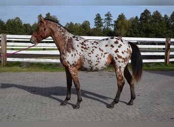 Pools sportpaard, Ruin, 2 Jaar, 165 cm, Appaloosa