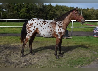 Pools sportpaard, Ruin, 2 Jaar, 165 cm, Appaloosa
