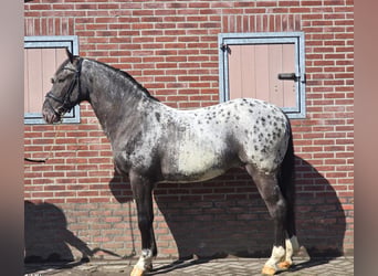 Pools sportpaard, Ruin, 3 Jaar, 164 cm, Appaloosa