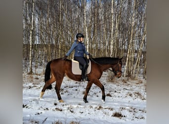 Pools sportpaard, Ruin, 4 Jaar, 160 cm, Bruin