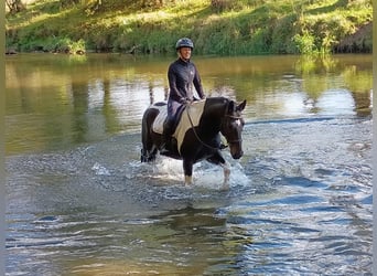 Pools sportpaard, Ruin, 4 Jaar, 160 cm, Gevlekt-paard