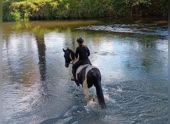 Pools sportpaard, Ruin, 4 Jaar, 160 cm, Gevlekt-paard