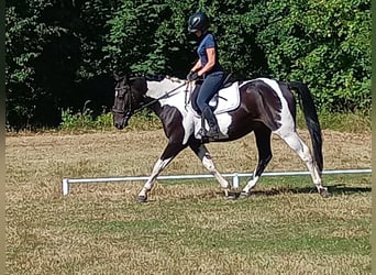 Pools sportpaard, Ruin, 4 Jaar, 160 cm, Gevlekt-paard