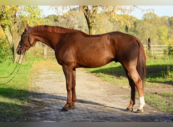 Pools sportpaard, Ruin, 4 Jaar, 167 cm, Vos