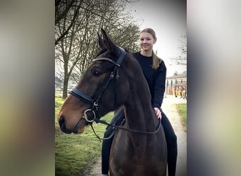 Pools sportpaard, Ruin, 4 Jaar, 168 cm, Bruin