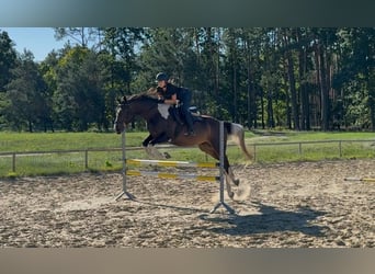 Pools sportpaard, Ruin, 4 Jaar, 170 cm, Gevlekt-paard