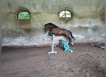 Pools sportpaard, Ruin, 4 Jaar, 170 cm, Roodbruin