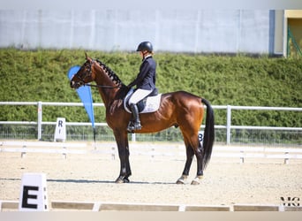 Pools sportpaard, Ruin, 4 Jaar, 170 cm, Roodbruin