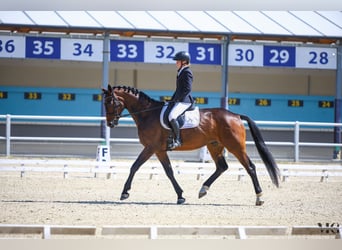 Pools sportpaard, Ruin, 4 Jaar, 170 cm, Roodbruin