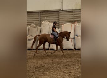 Pools sportpaard, Ruin, 4 Jaar, 170 cm, Vos