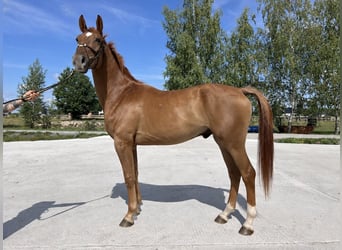 Pools sportpaard, Ruin, 4 Jaar, 170 cm, Vos