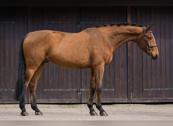 Pools sportpaard, Ruin, 4 Jaar, 172 cm, Bruin