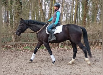 Pools sportpaard, Ruin, 4 Jaar, 174 cm, Zwart