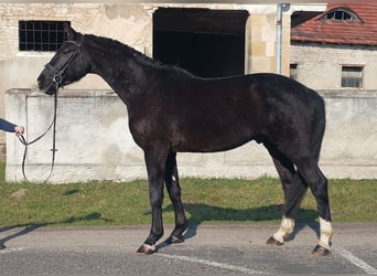 Pools sportpaard, Ruin, 4 Jaar, 174 cm, Zwart