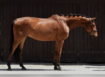 Pools sportpaard, Ruin, 4 Jaar, 176 cm, Bruin