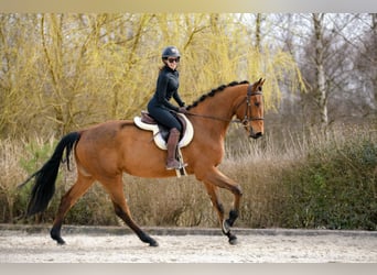 Pools sportpaard, Ruin, 4 Jaar, 176 cm, Bruin