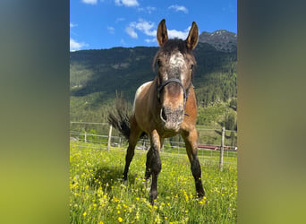 Pools sportpaard, Ruin, 5 Jaar, 165 cm, Appaloosa