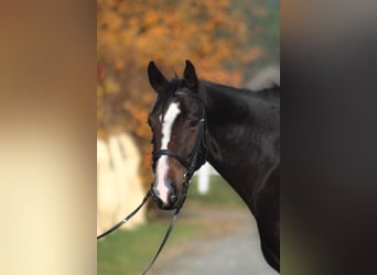 Pools sportpaard, Ruin, 5 Jaar, 169 cm, Gevlekt-paard