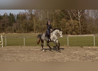 Pools sportpaard, Ruin, 5 Jaar, 170 cm, Appelschimmel