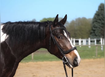 Pools sportpaard, Ruin, 5 Jaar, 170 cm, Gevlekt-paard