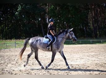 Pools sportpaard, Ruin, 5 Jaar, 174 cm, Schimmel